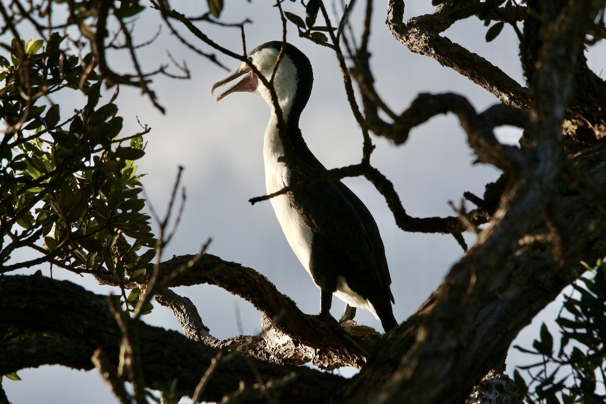 Pied Cormorant - ML589912361