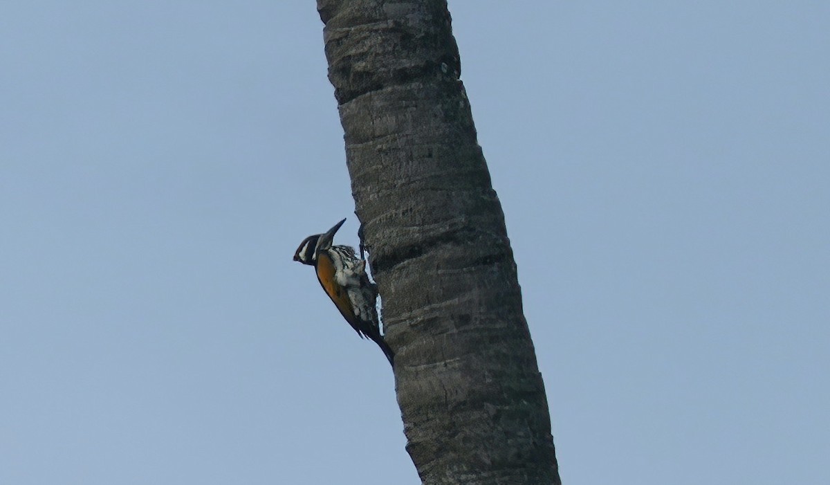 White-naped Woodpecker - ML589912601