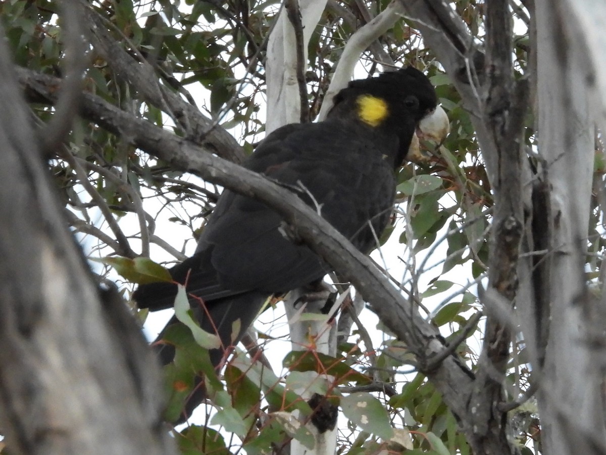 Yellow-tailed Black-Cockatoo - ML589913201
