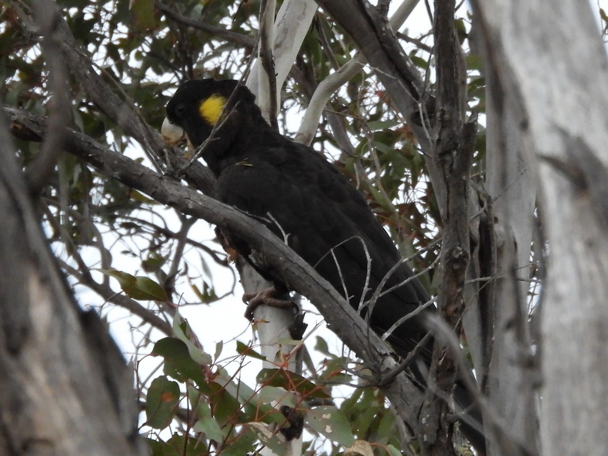 Yellow-tailed Black-Cockatoo - ML589913211