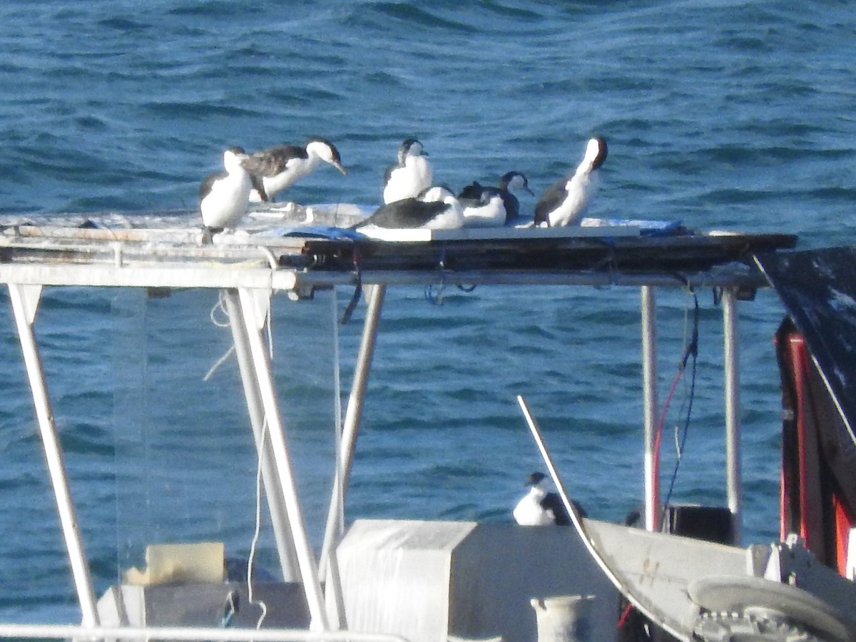 Black-faced Cormorant - ML589914051