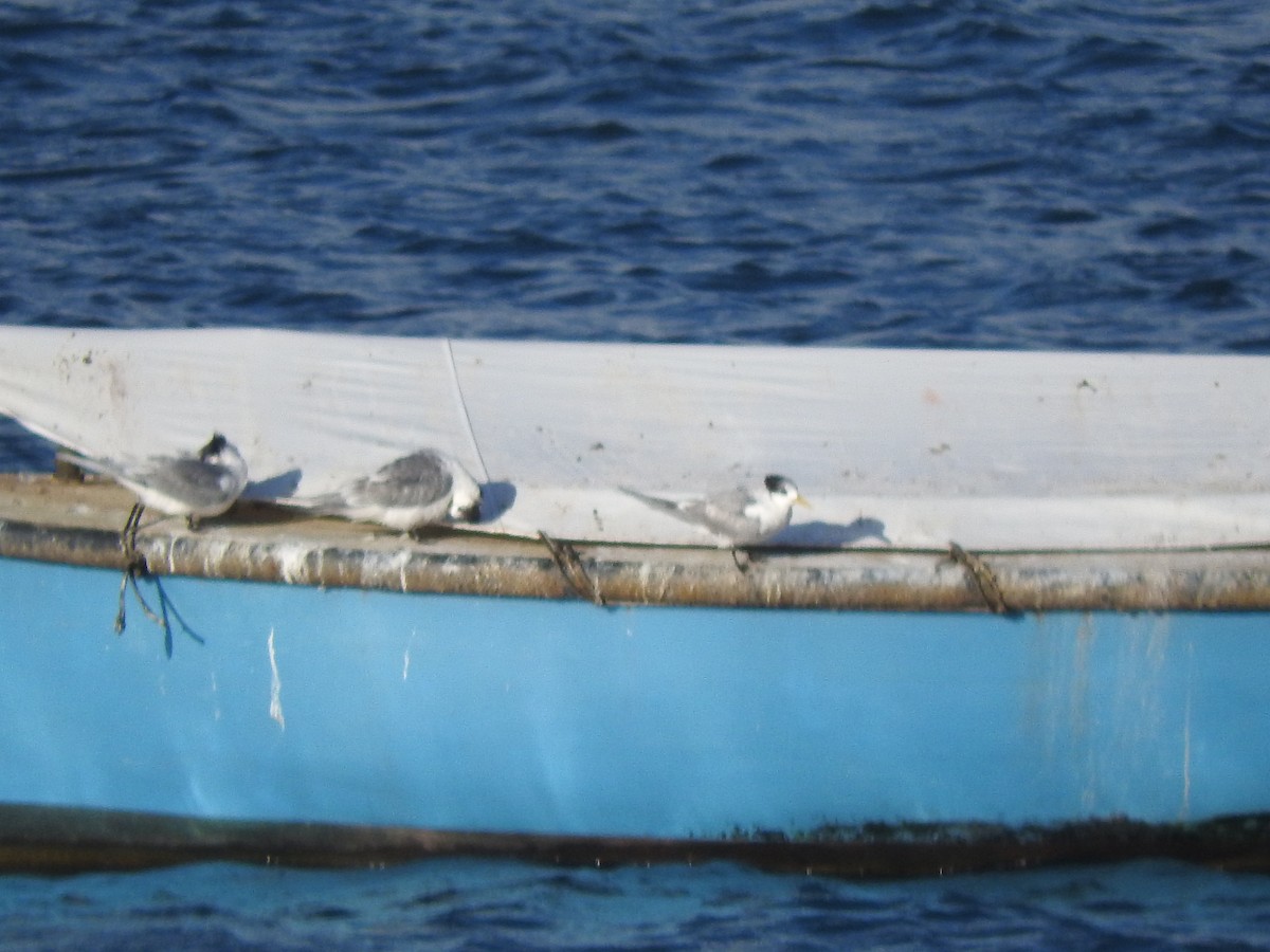 Great Crested Tern - ML589914091