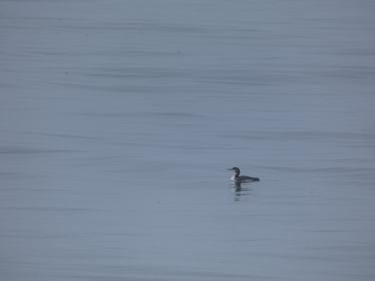 Common Loon - ML589914411