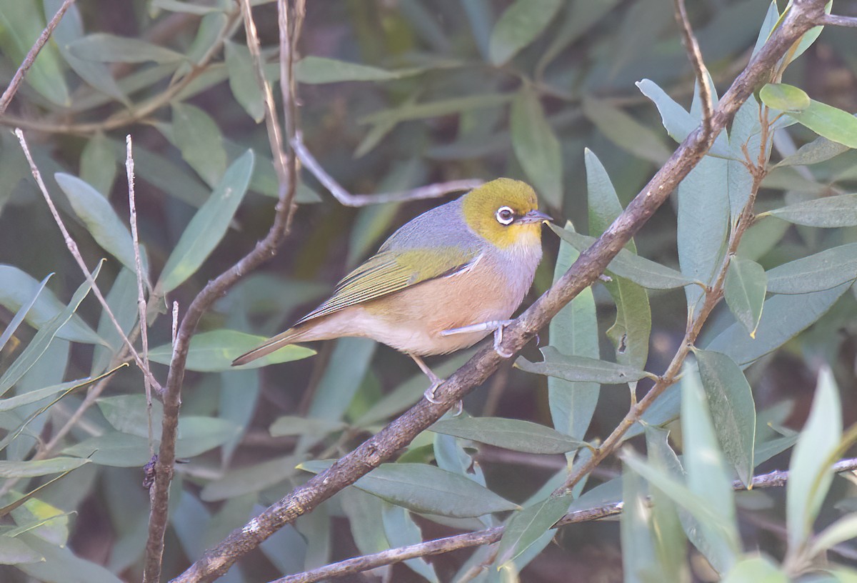 Silvereye - ML589914821