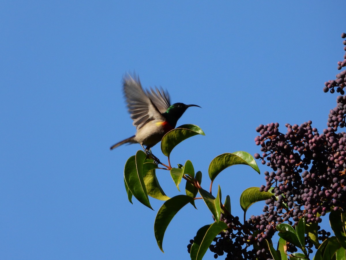 Eastern Miombo Sunbird - ML589915351