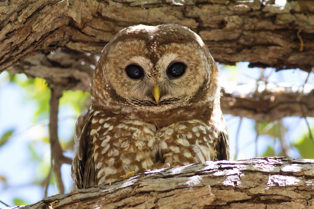 Spotted Owl - ML58991611