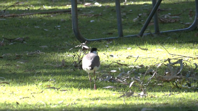 Masked Lapwing - ML589916291