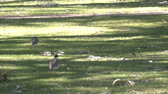 Masked Lapwing - ML589916311