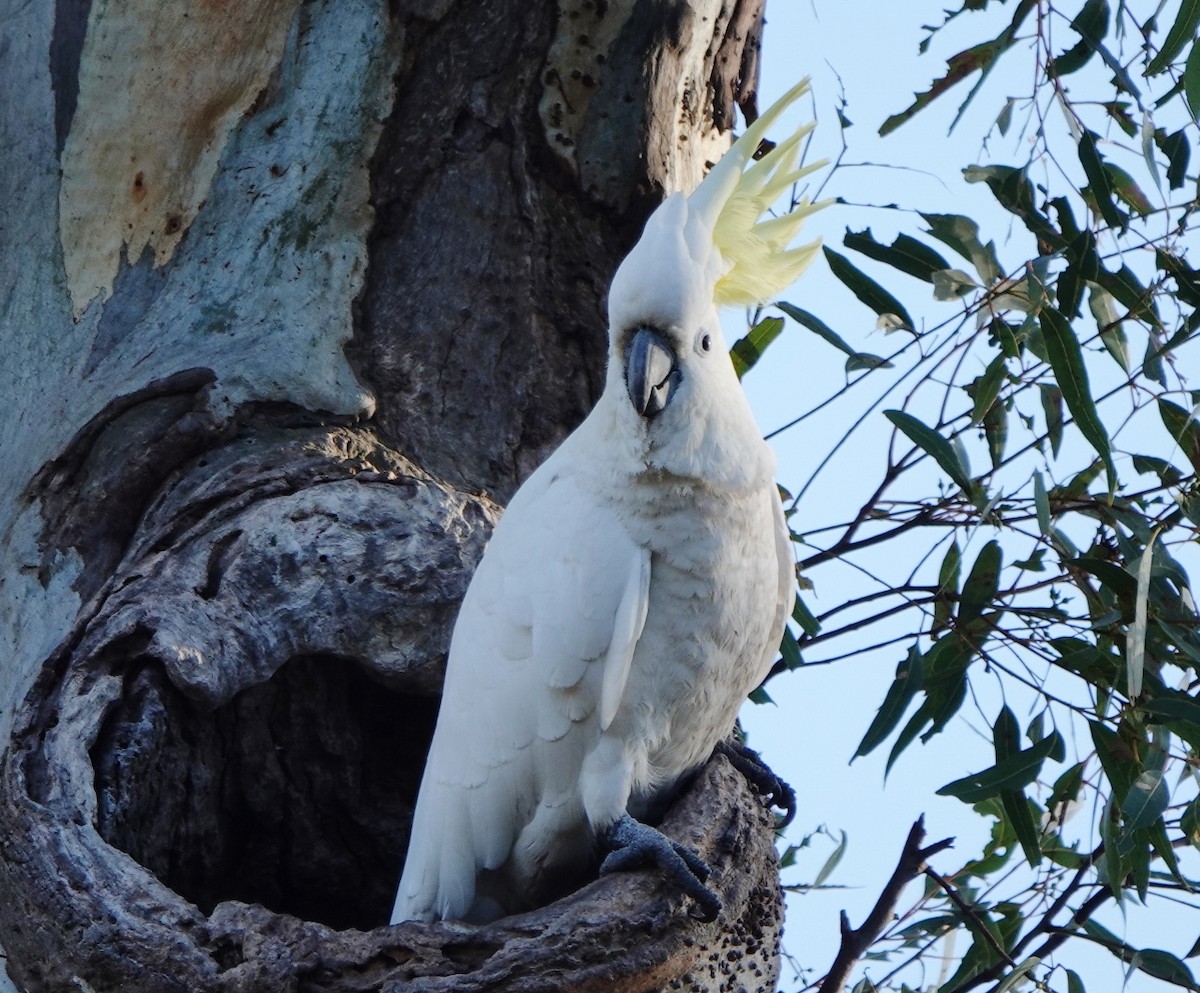 Cacatúa Galerita - ML589916601