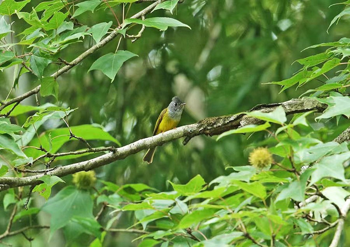 Gray-headed Canary-Flycatcher - ML589916631