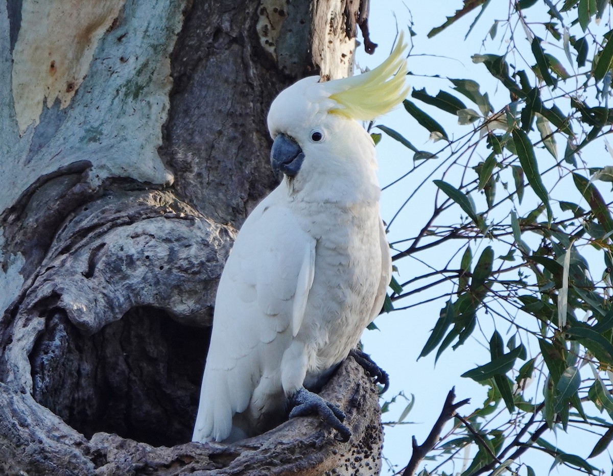 Sulphur-crested Cockatoo - ML589916641