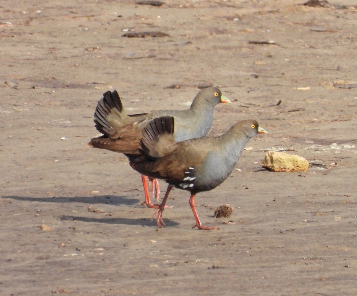 Black-tailed Nativehen - ML589916741