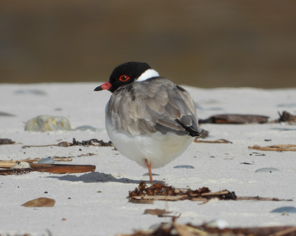 Hooded Plover - ML589916771