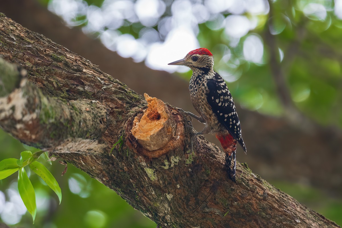Freckle-breasted Woodpecker - Saswat Mishra