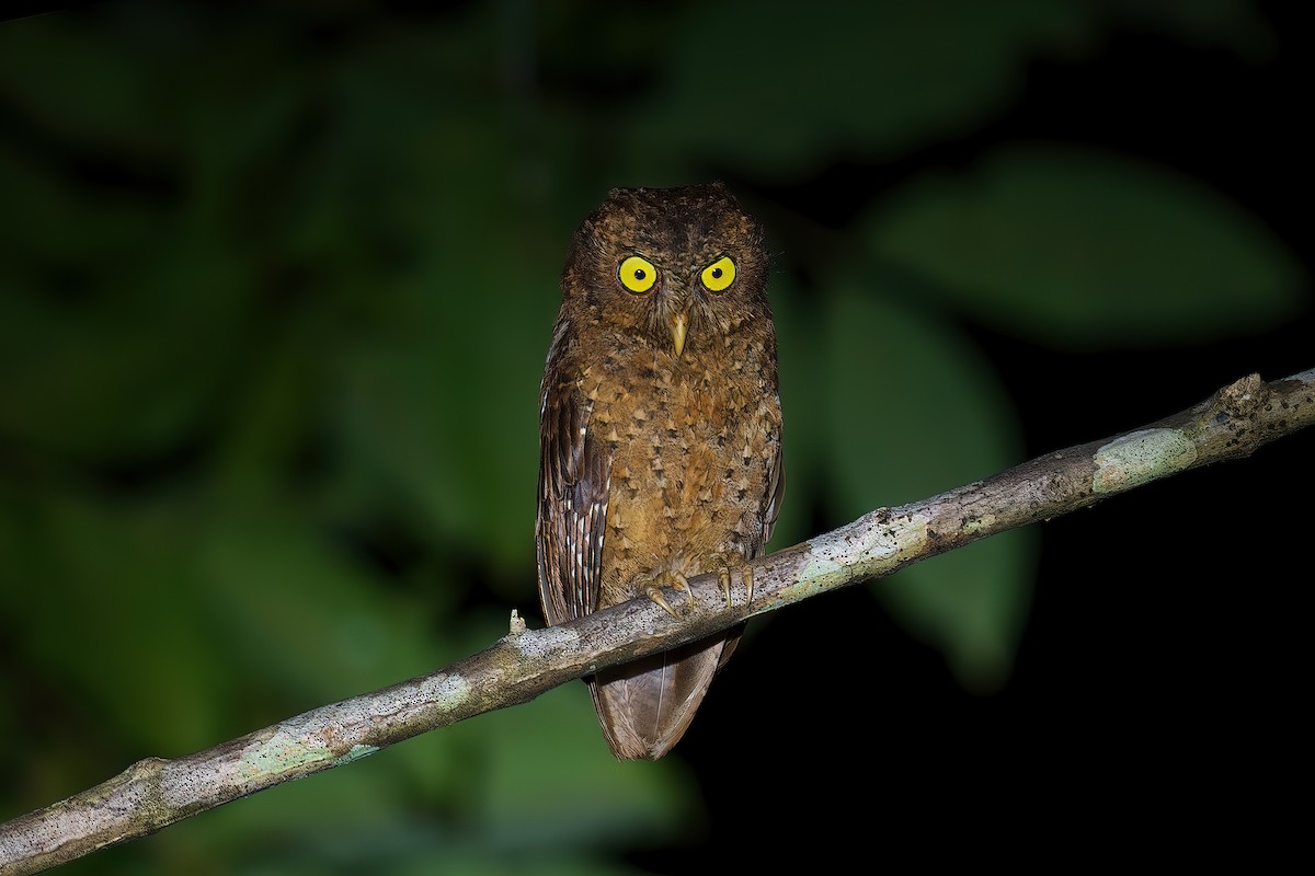 Andaman Scops-Owl - ML589917171