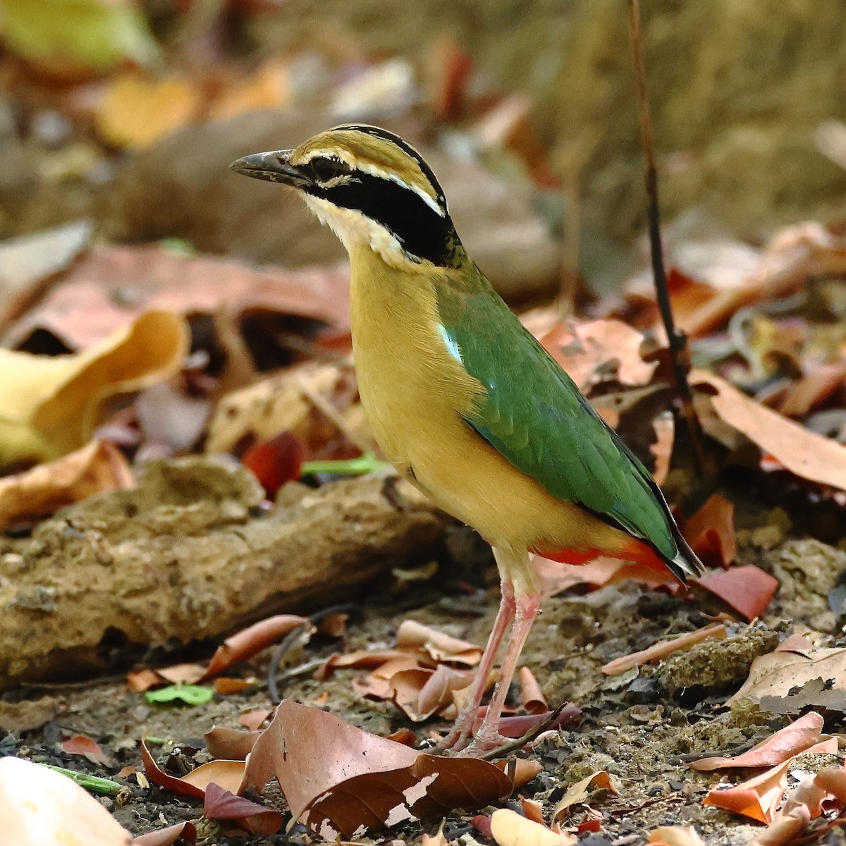 Indian Pitta - ML589917291