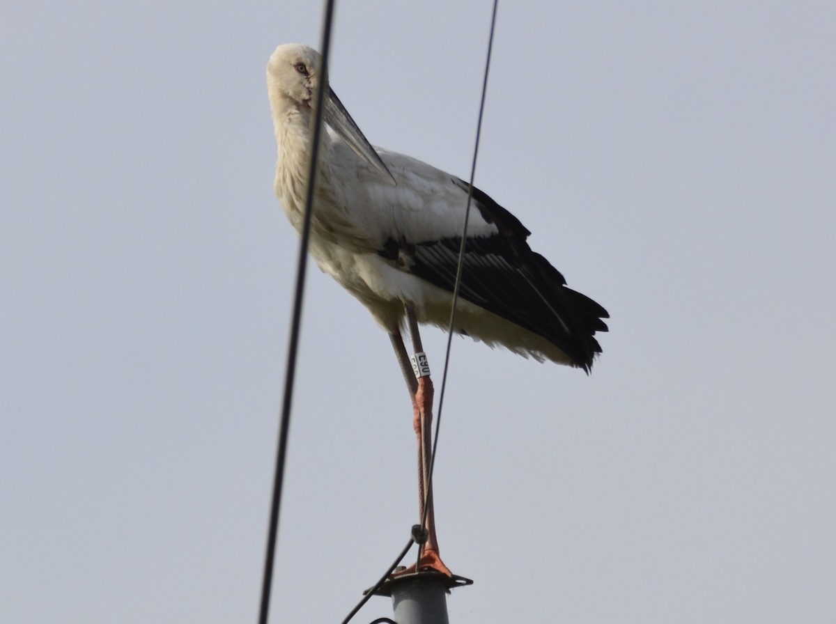 Oriental Stork - ML589917871