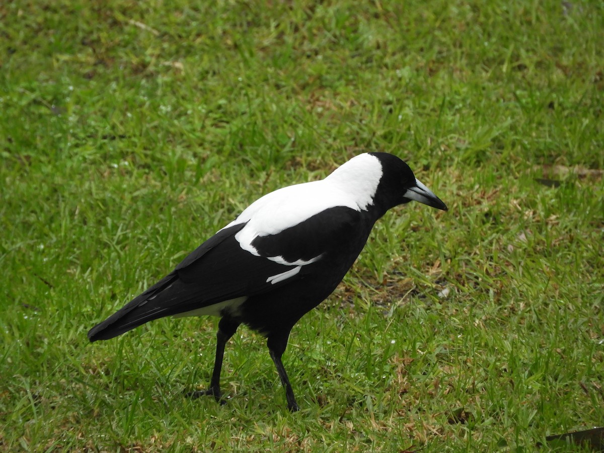 Australian Magpie - ML589918351