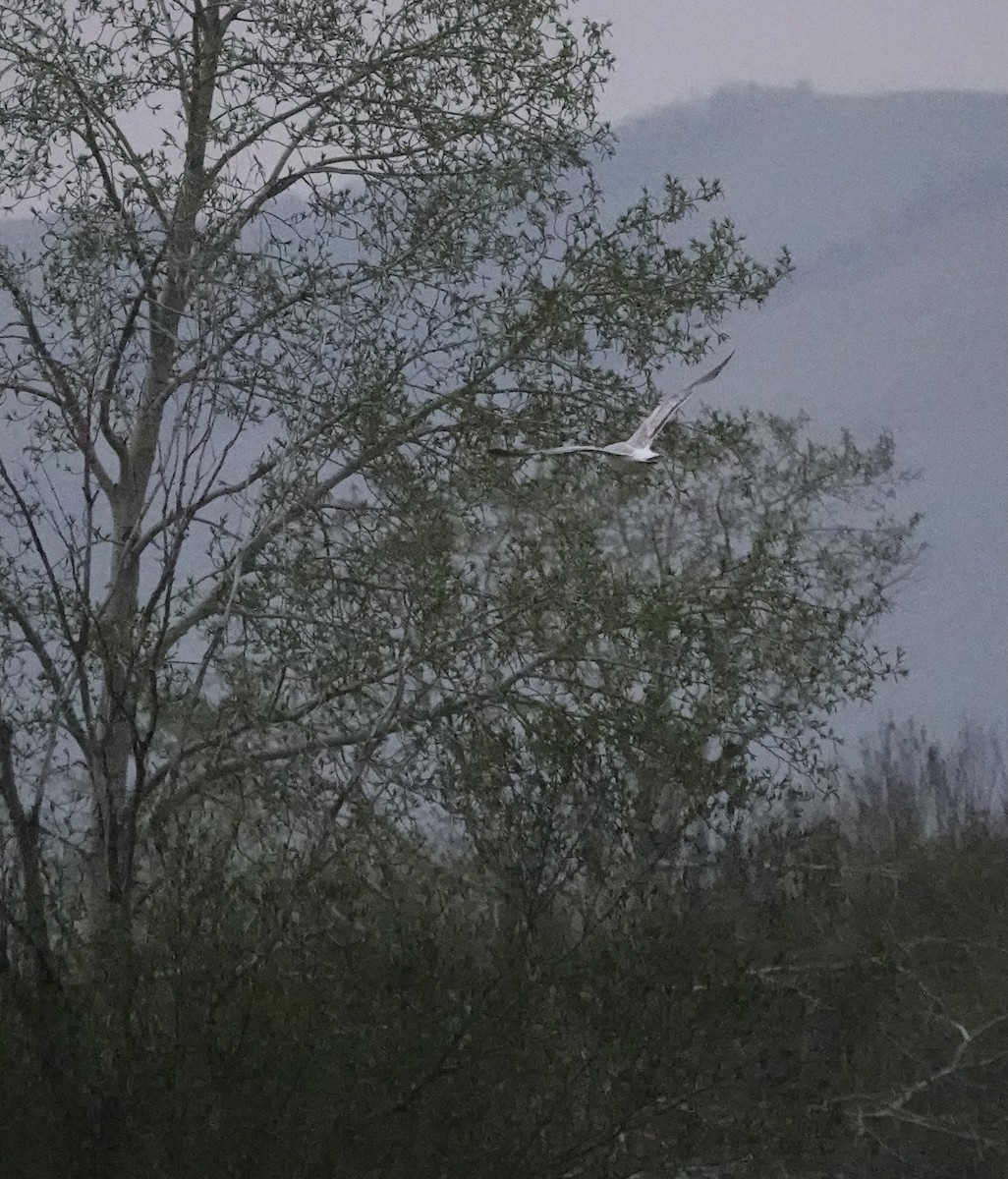 Herring Gull (Mongolian) - ML589918451