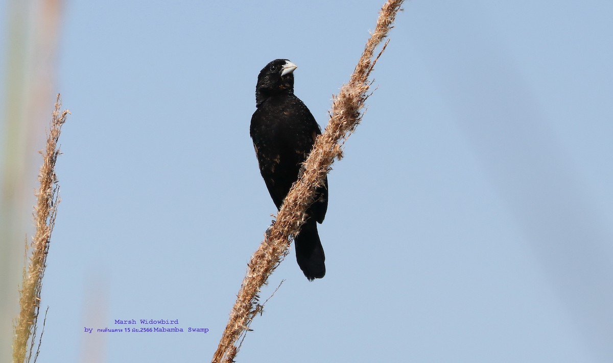 Marsh Widowbird - Argrit Boonsanguan