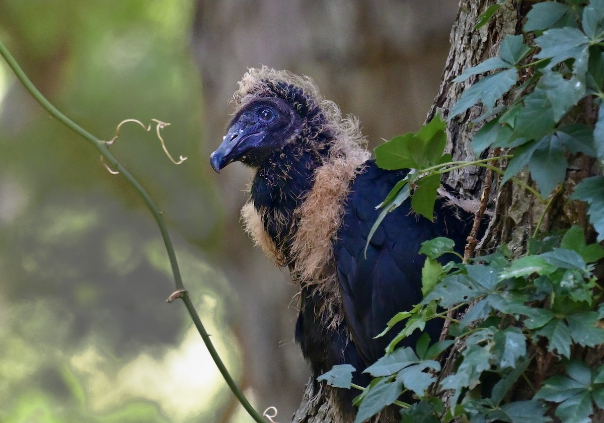 Black Vulture - Donald Davis