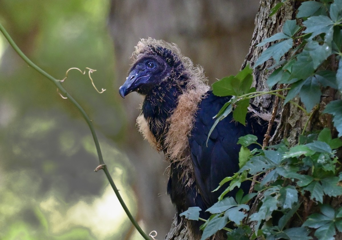 Black Vulture - ML589918941