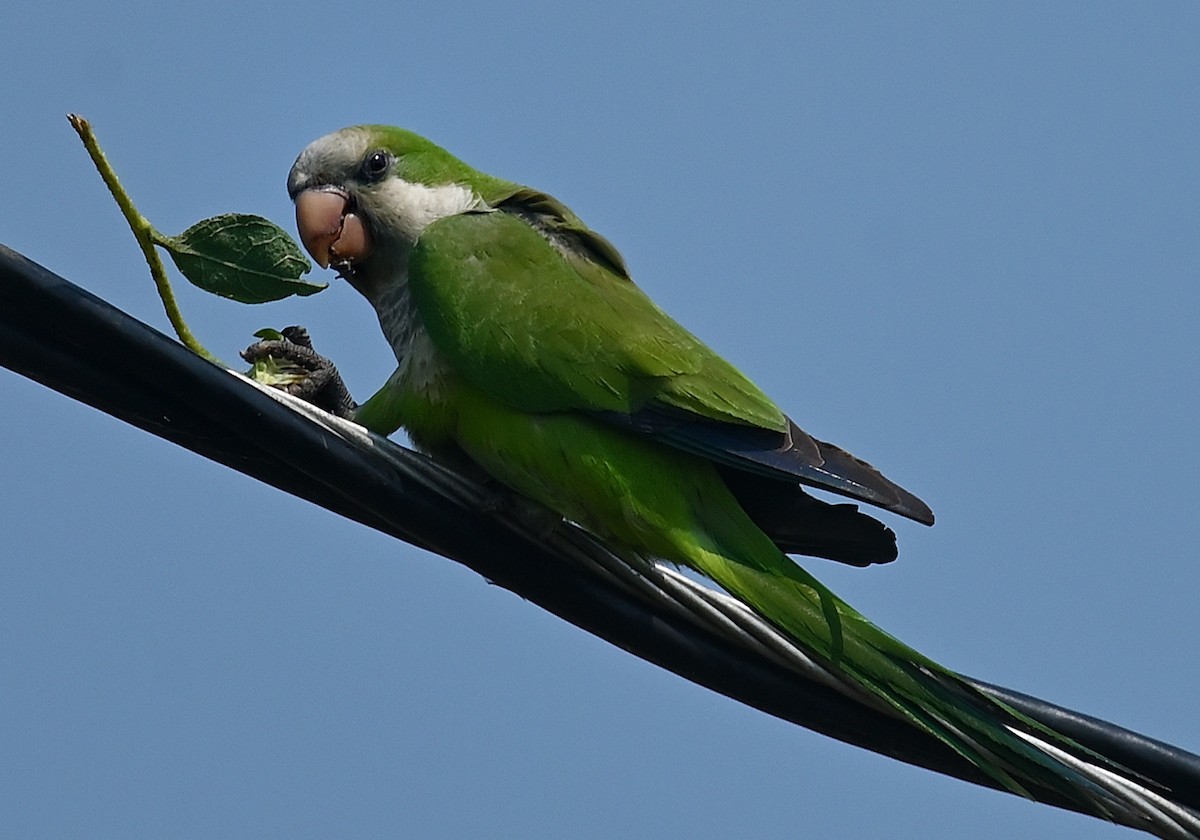 Monk Parakeet - ML589919031