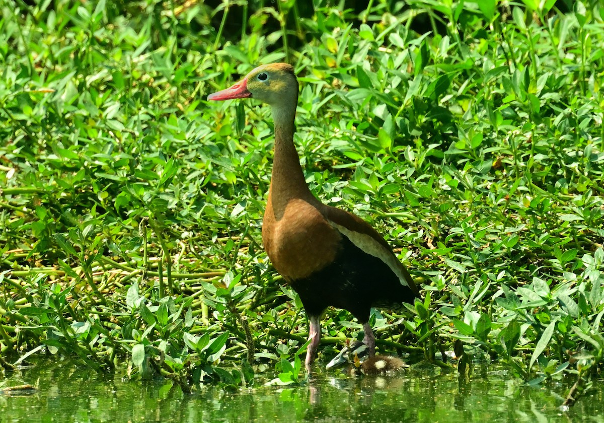 Black-bellied Whistling-Duck - ML589919351