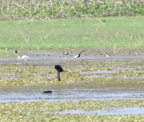 Pheasant-tailed Jacana - ML589919891