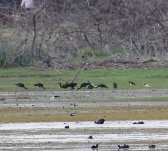 ibis hnědý - ML589919941