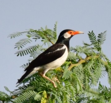 Indian Pied Starling - ML589920061