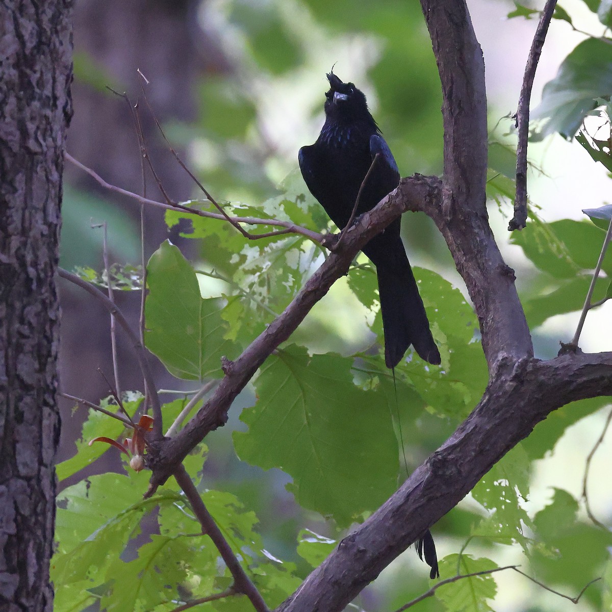 Greater Racket-tailed Drongo - ML589920491