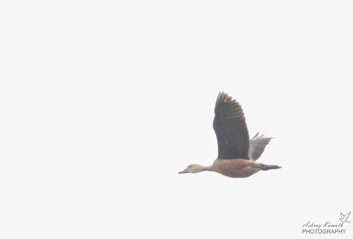 Cava Islıkçı Ördeği - ML589921131