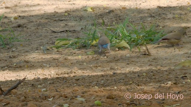 Red-cheeked Cordonbleu - ML589921691