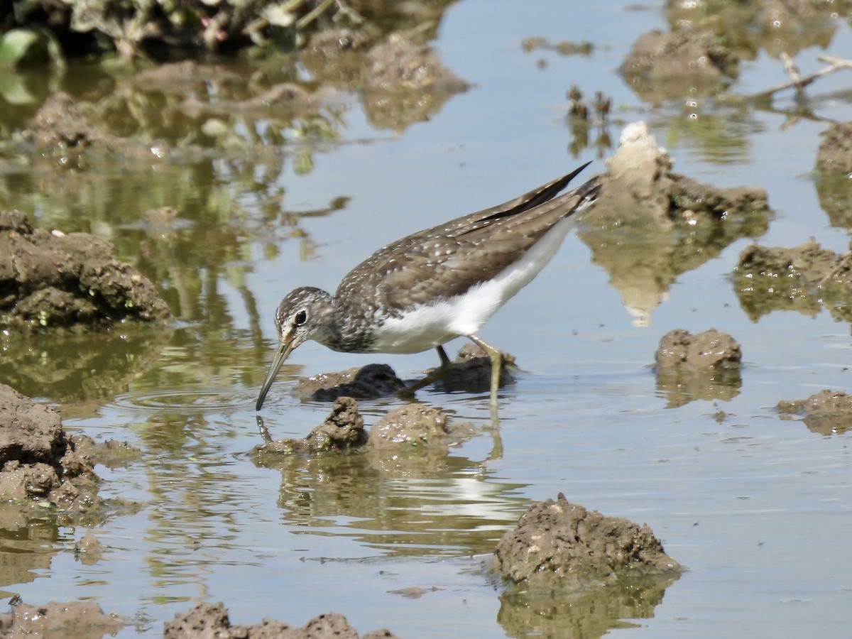 Green Sandpiper - Caroline Quinn