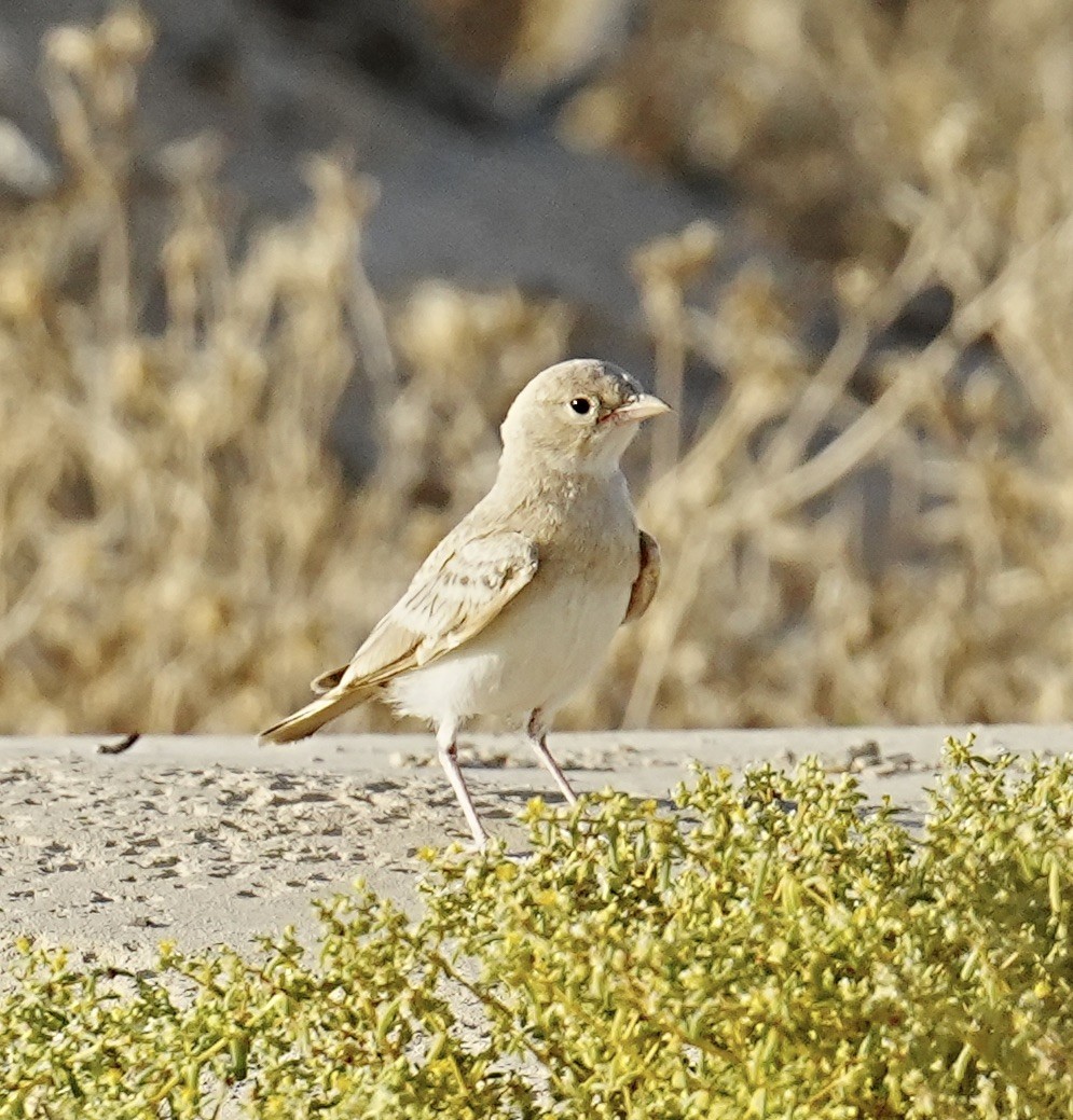 Bar-tailed Lark - ML589922691