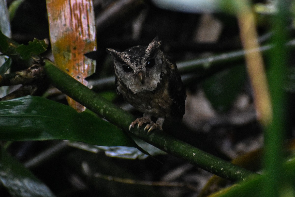 Indian Scops-Owl - Azhar Muhammed