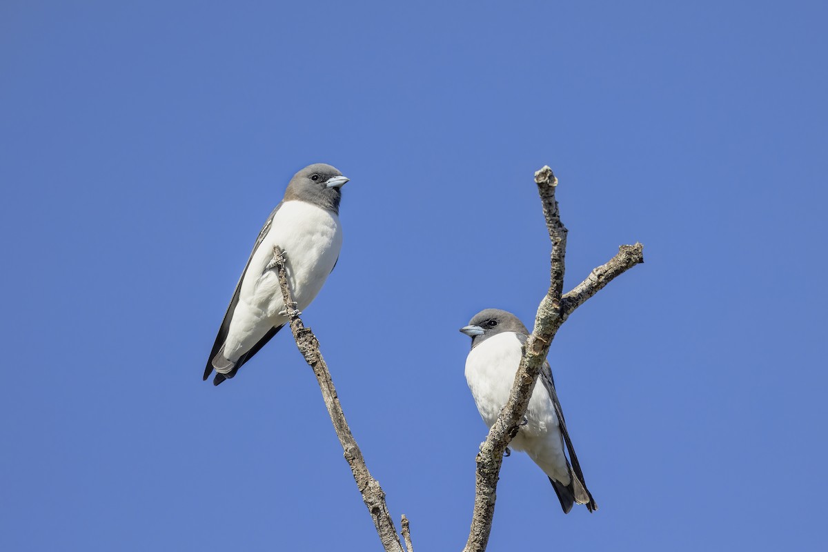 White-breasted Woodswallow - ML589923361