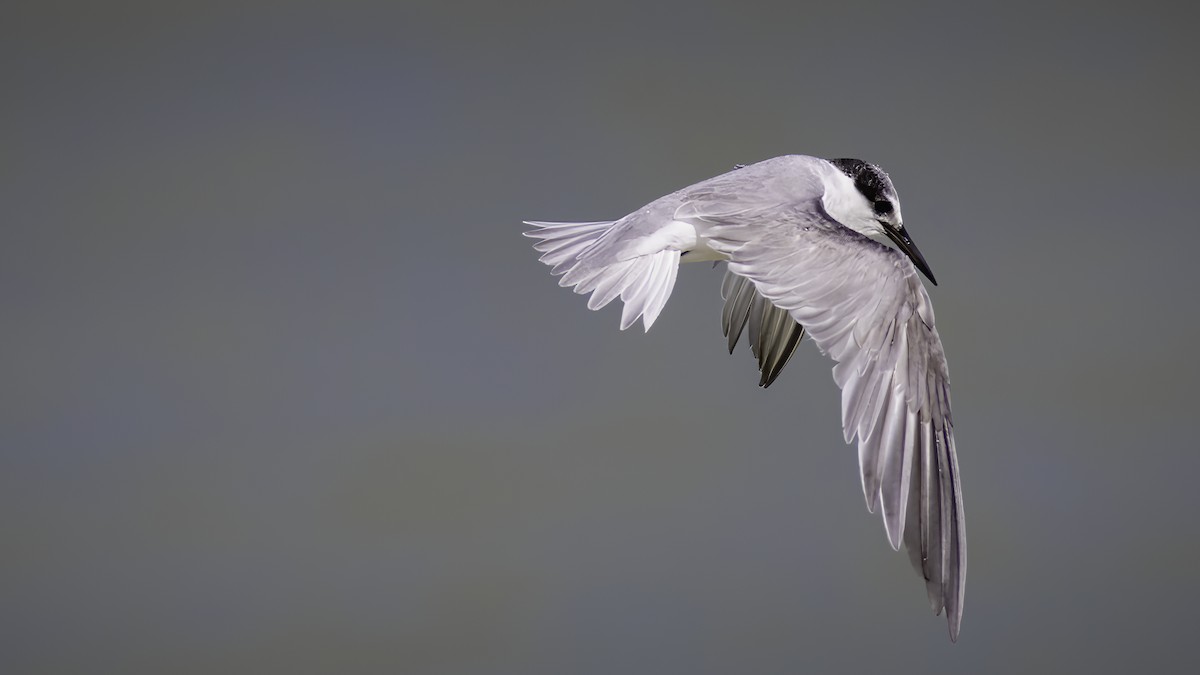 Little Tern - ML589924511