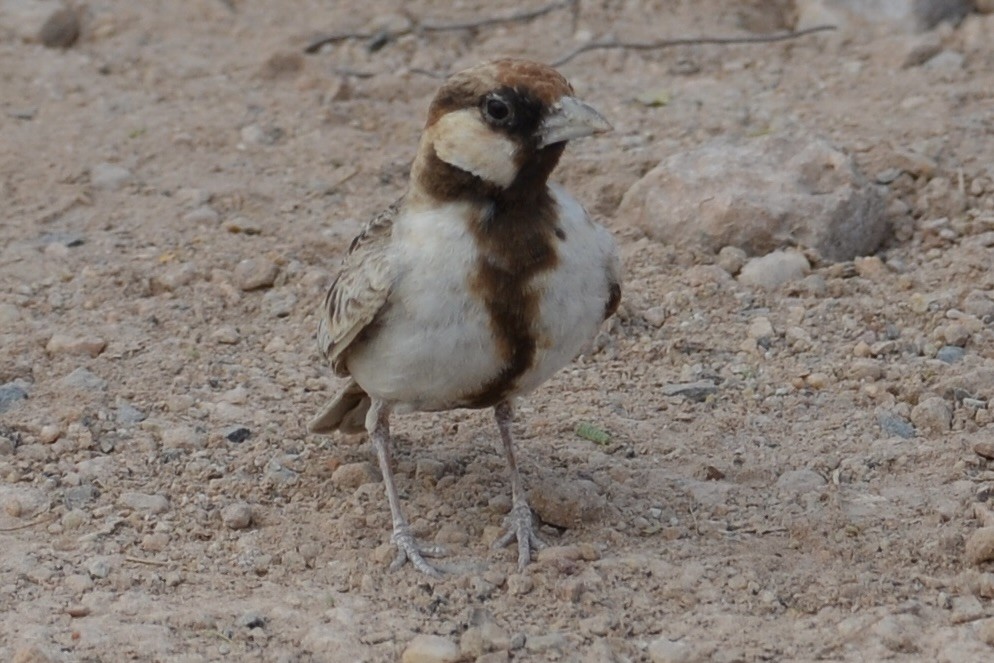 Fischer's Sparrow-Lark - ML589924521