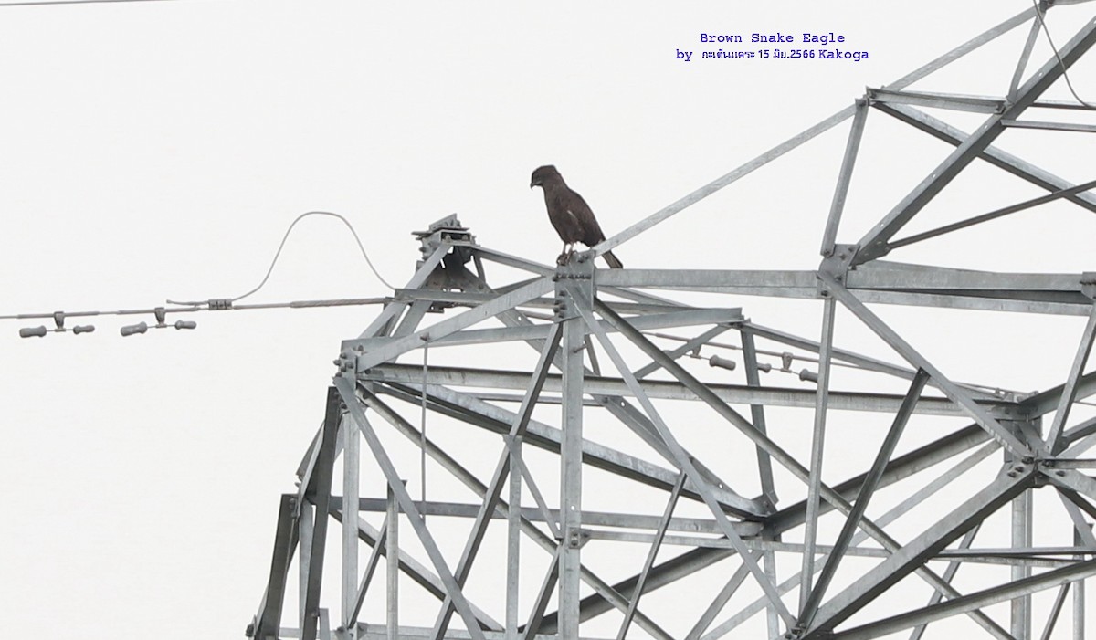 Brown Snake-Eagle - ML589925231