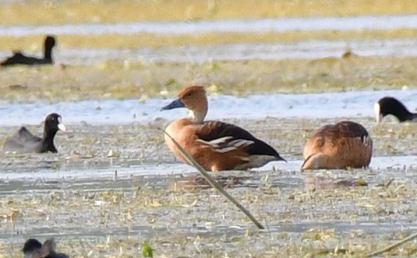 Fulvous Whistling-Duck - ML589925751