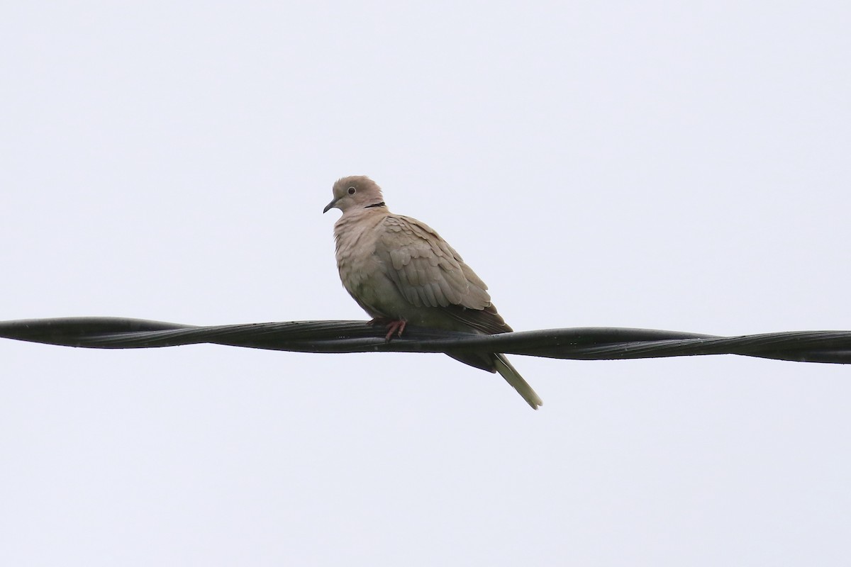 Eurasian Collared-Dove - ML589927491