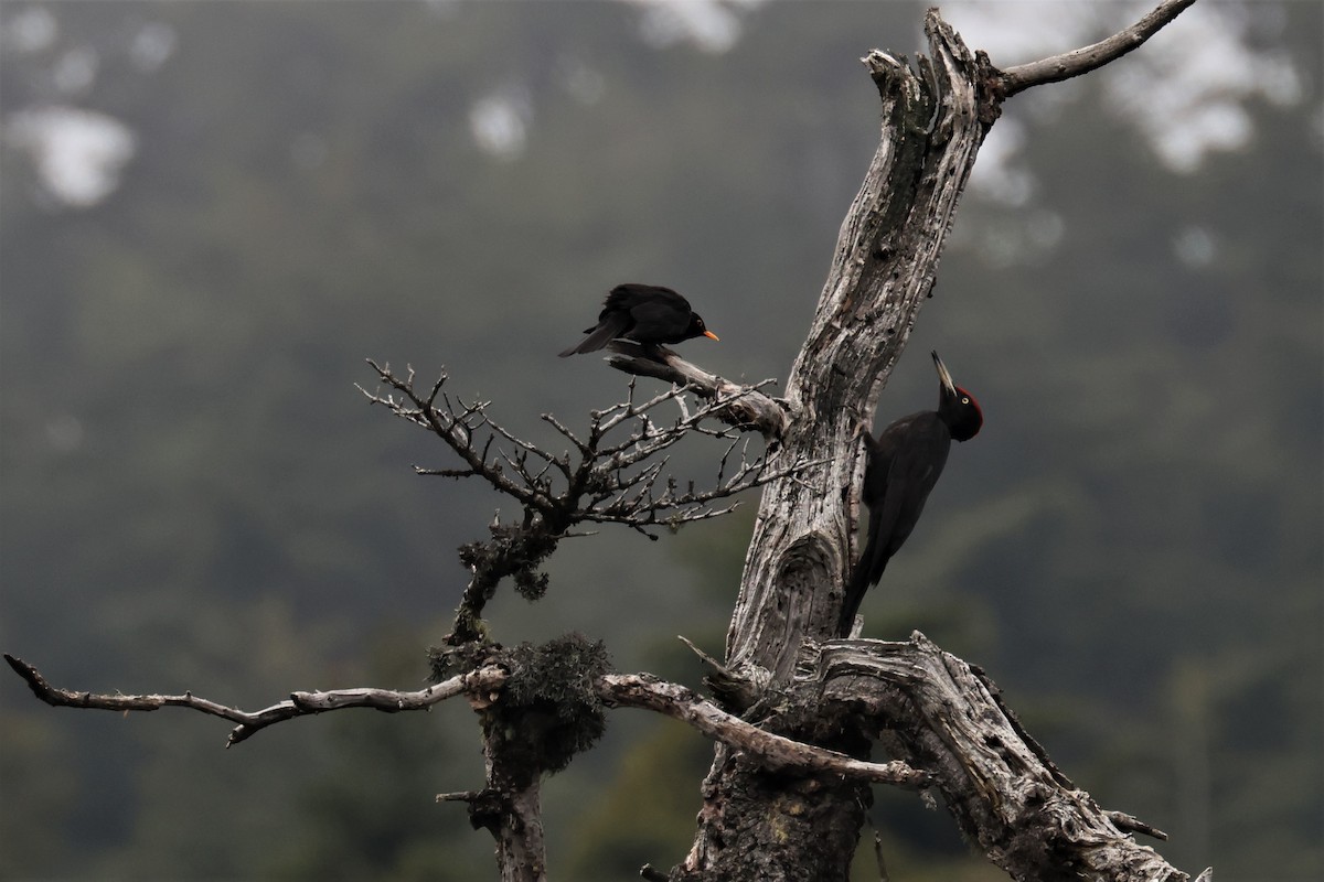 Black Woodpecker - ML589927771