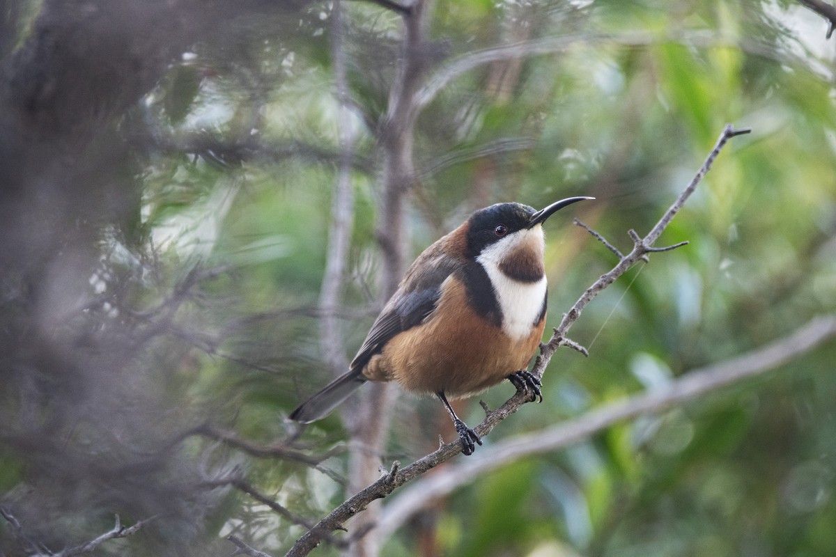 Eastern Spinebill - ML589927901