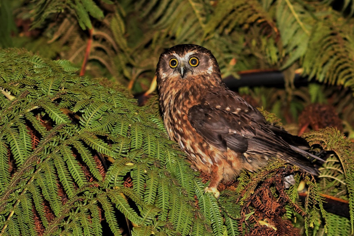 Morepork - ML589928441