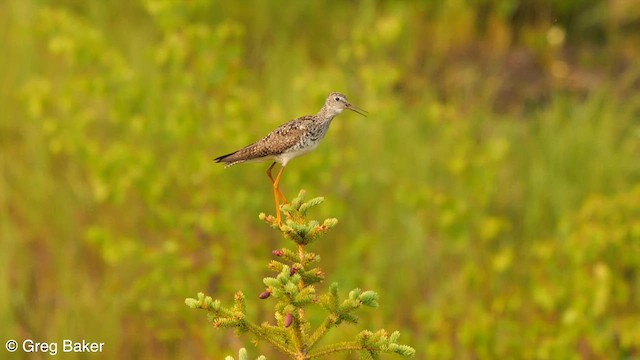 Lesser Yellowlegs - ML589928801