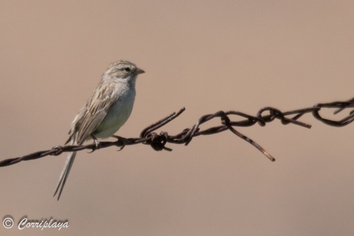 Brewer's Sparrow - ML589928881