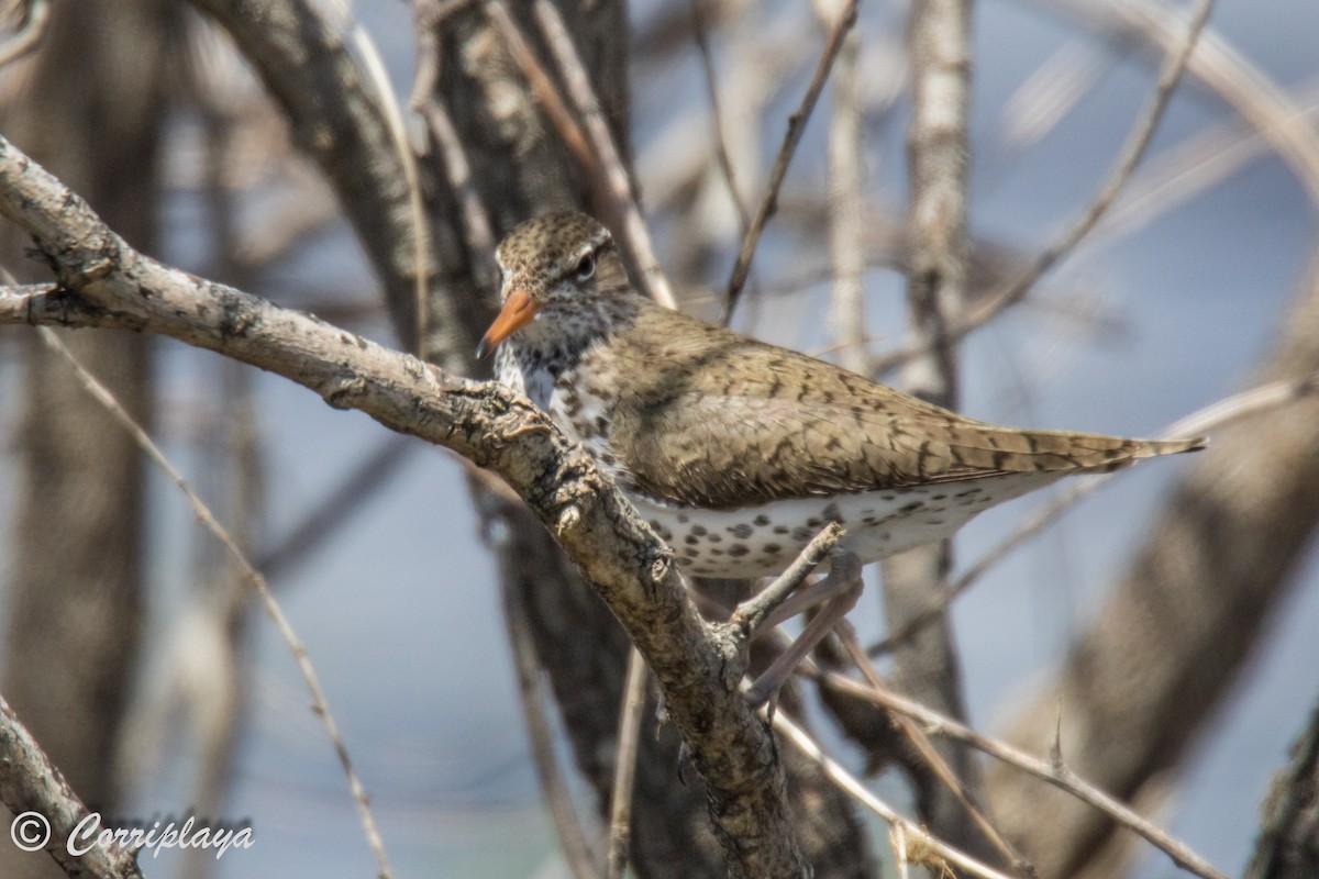 Spotted Sandpiper - ML589929081