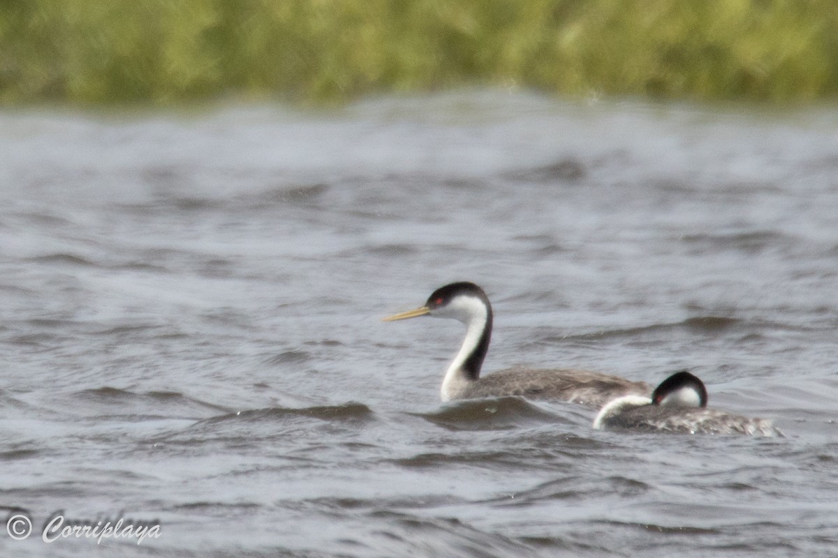 Western Grebe - ML589929141